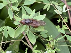 Rhingia campestris
