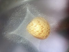 Dinocardium robustum