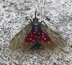 Enchophora sanguiflua