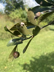 Crataegus crus-galli