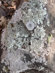 Hyperphyscia syncolla