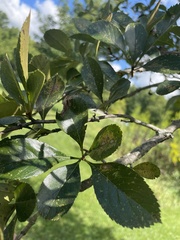 Crataegus crus-galli