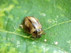 Aphidecta obliterata