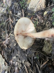 Collybiopsis peronata