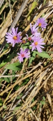 Symphyotrichum oblongifolium