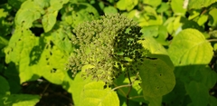 Hydrangea arborescens