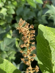 Phytolacca acinosa