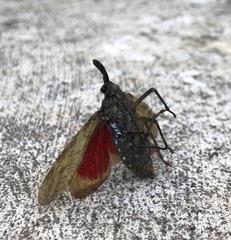 Enchophora sanguiflua