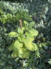 Phytolacca acinosa