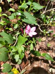 Spigelia scabrella