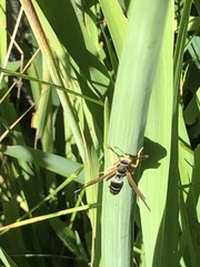 Polistes fuscatus