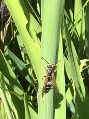 Polistes fuscatus