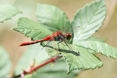 Sympetrum pallipes