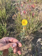 Heterotheca villosa