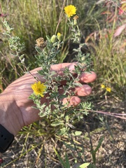 Heterotheca villosa