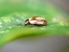 Aphidecta obliterata