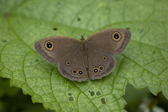 Ypthima baldus