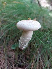 Saproamanita vittadinii