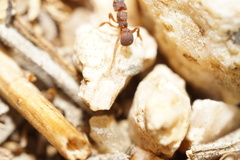 Cyphomyrmex flavidus