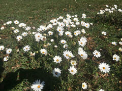 Dimorphotheca fruticosa