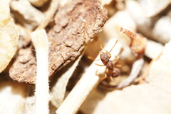 Cyphomyrmex flavidus