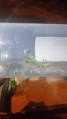 Hierodula patellifera