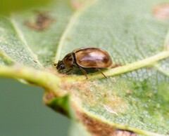 Aphidecta obliterata