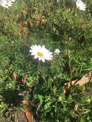 Dimorphotheca fruticosa