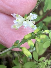 Ceratocapnos