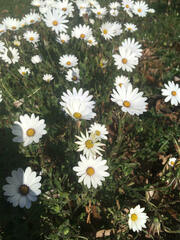 Dimorphotheca fruticosa