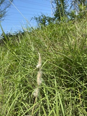 Bothriochloa
