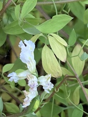 Ceratocapnos