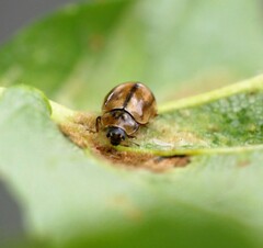 Aphidecta obliterata