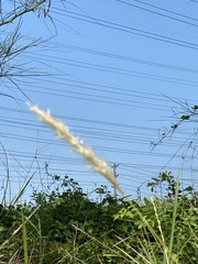 Bothriochloa