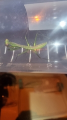 Hierodula patellifera