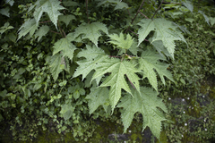 Girardinia diversifolia