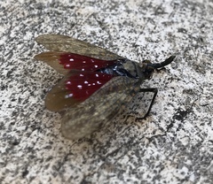 Enchophora sanguiflua