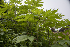 Girardinia diversifolia