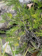 Conradina verticillata