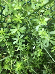 Galium