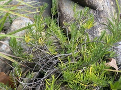 Conradina verticillata