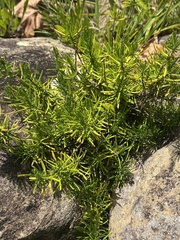 Conradina verticillata