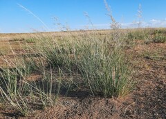 Stipa splendens