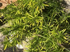 Conradina verticillata