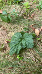 Geum macrophyllum