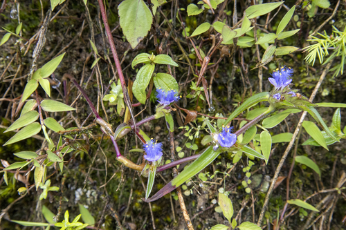 Cyanotis vaga
