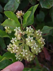 Asclepias tomentosa
