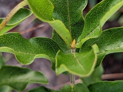 Asclepias tomentosa