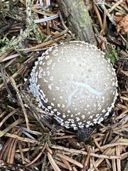 Amanita excelsa