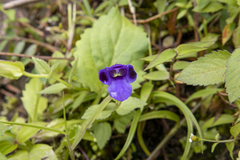 Torenia